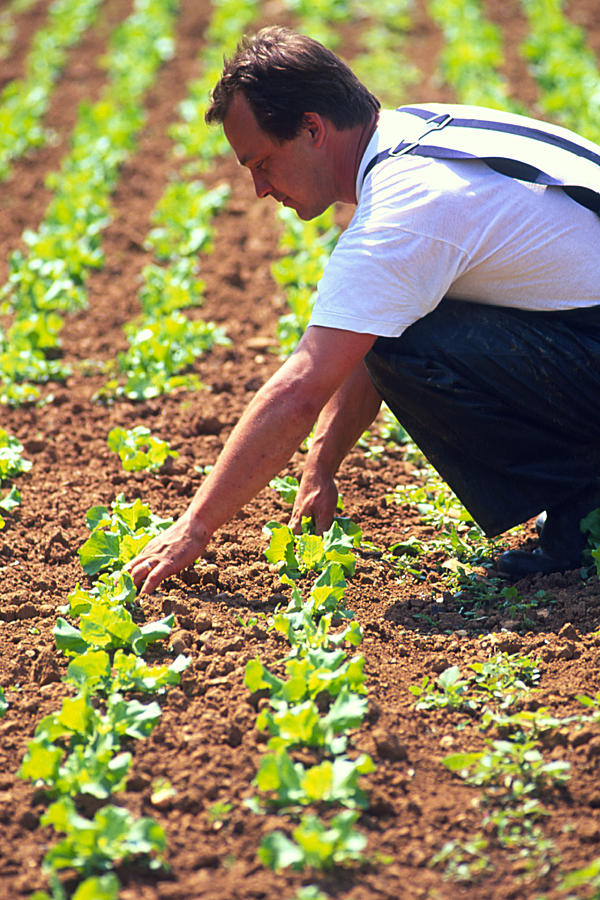 Lettuce Photograph - Farmer Tending To Organic Lettuces (lactuca Sp.) by Mauro Fermariello