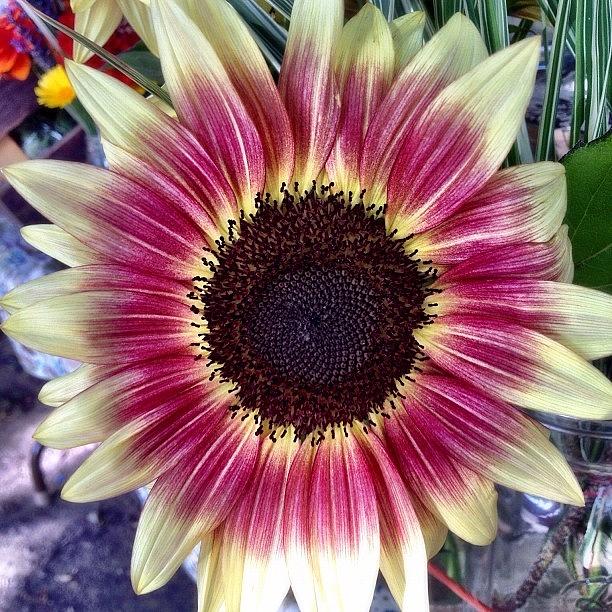 Sunflower Photograph - Farmers Market Sunflower by Adam Lawrence