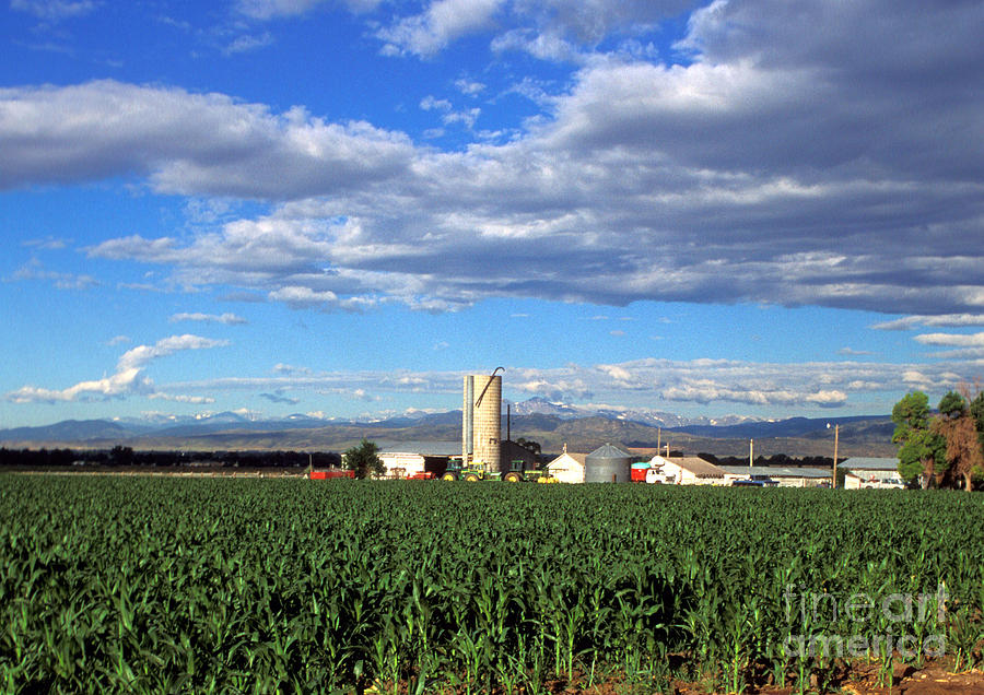 Farming Corn Photograph by Photo Researchers