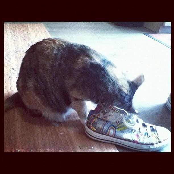 Fat Cat Eating @egsantos Shoe Photograph by Madcy Lee