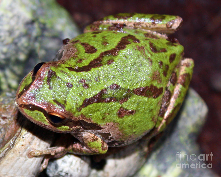 Fat Green Tree Frog by Nick Gustafson