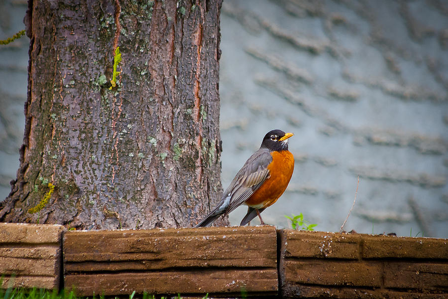 Fat Robin Photograph by Keith Allen