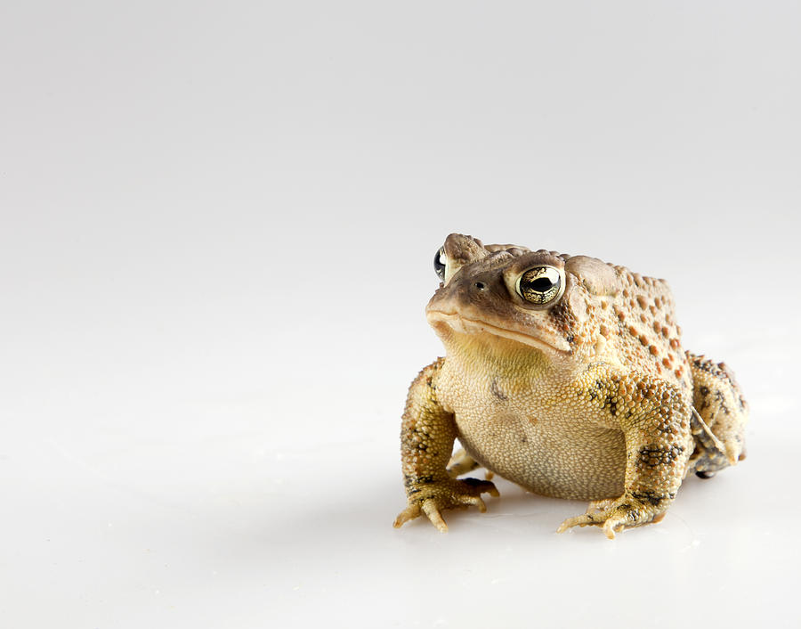 Fat Toad Photograph by John Crothers
