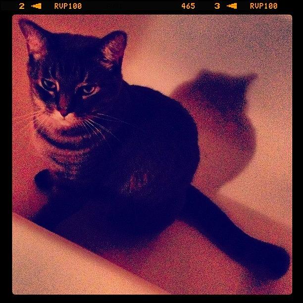 Disdain Photograph - #fatcat #disdain #chubby #tabbycat by Katrina A
