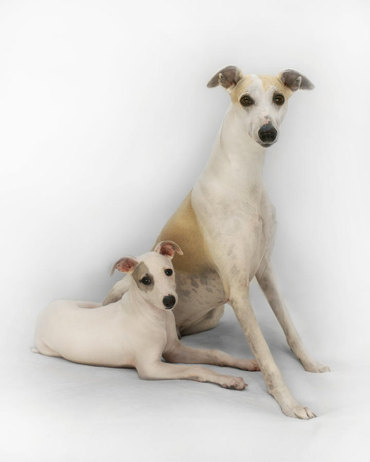 Dog Photograph - Father and Son Whippets by John Clum