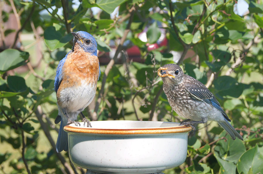 Bird Photograph - Father Son Brunch by Bill Pevlor