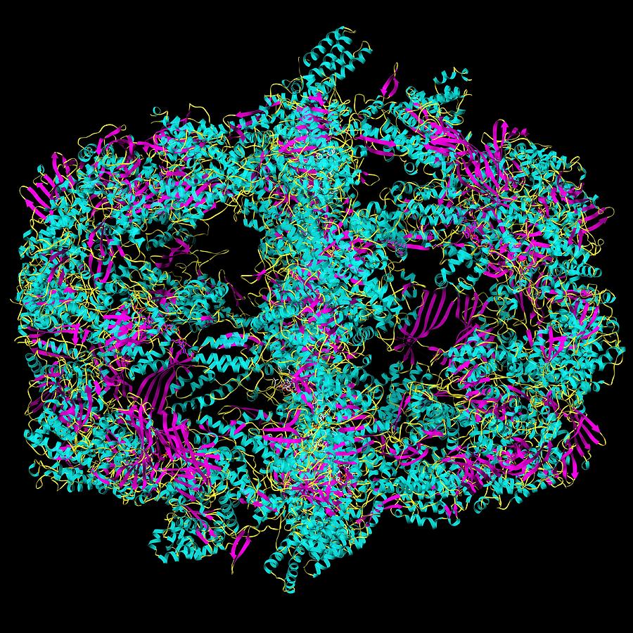 Fatty Acid Synthase Photograph - Fatty Acid Synthase In Complex With Nadp+ by Laguna Design