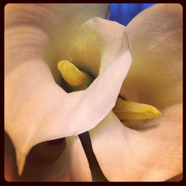 Favorite Flower #callalilly Photograph by Bella Guzman