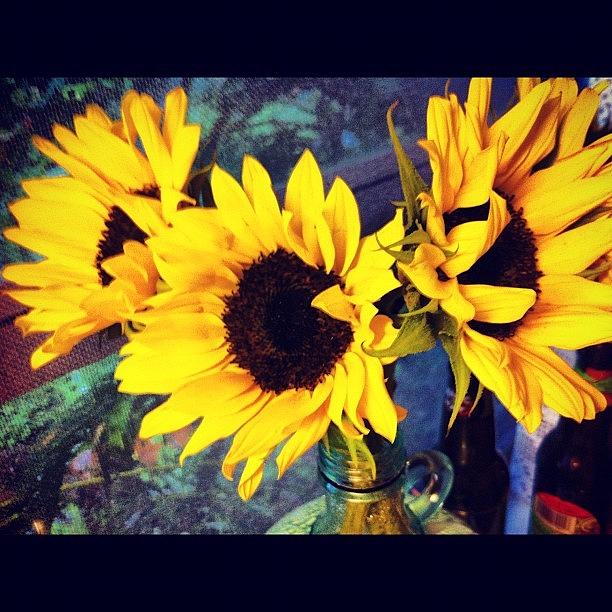 Forever Photograph - #favorite #forever #sunflowers #3 by Delaney Foley