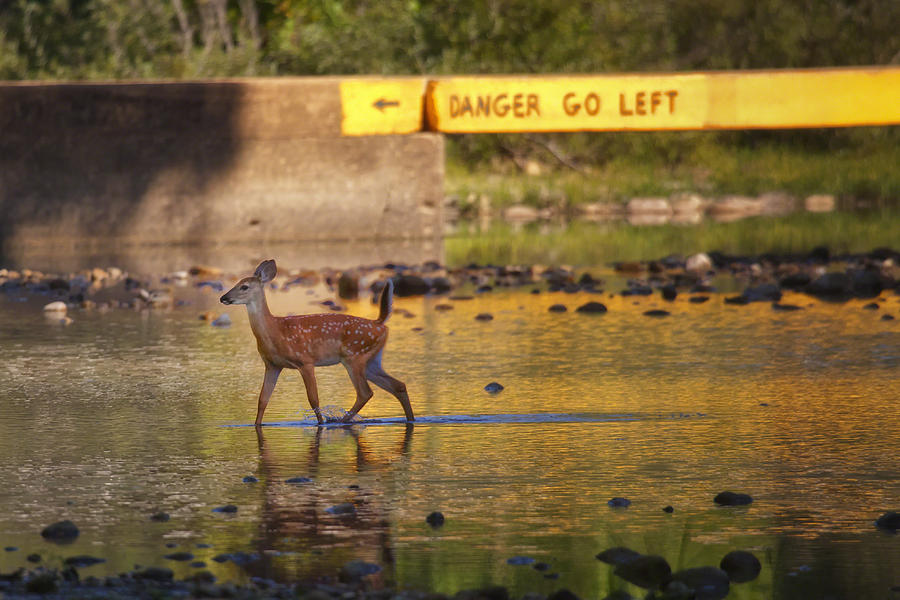 Fawn Crossing the Buffalo National River at Ponca Photograph by Michael Dougherty