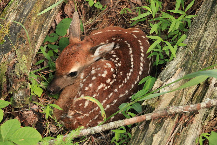 Cades Cove Fawn - Great Smoky Mountains National Park Photograph by Doug McPherson