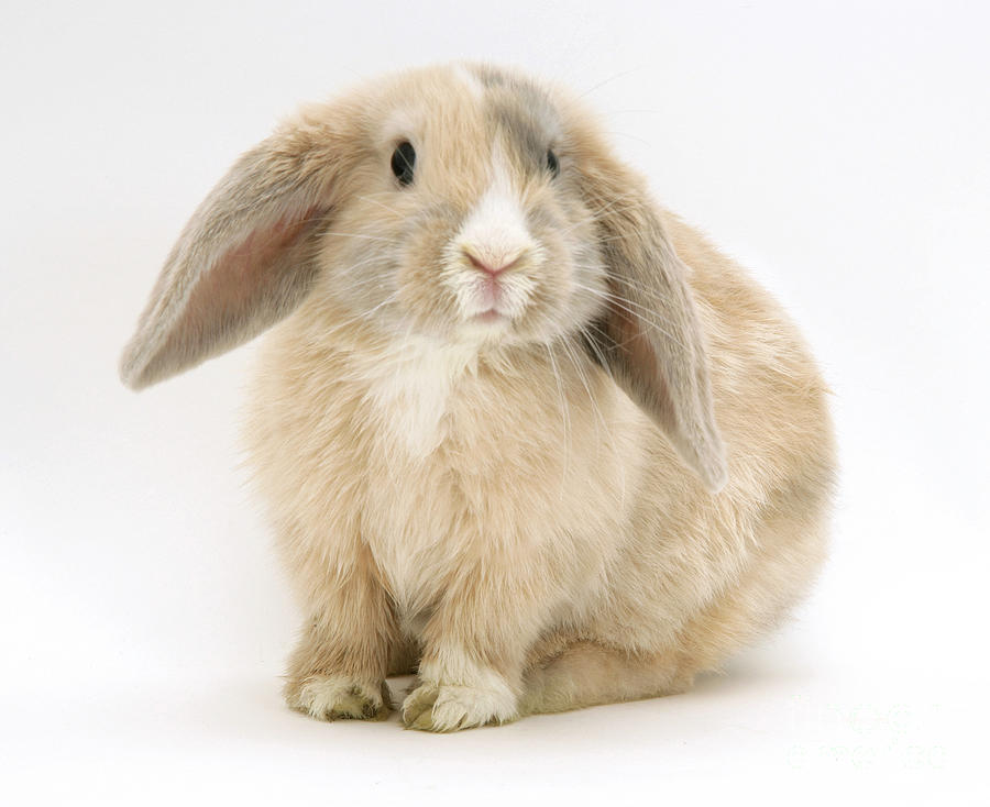 Fawn Dwarf Lop Rabbit Photograph by Jane Burton