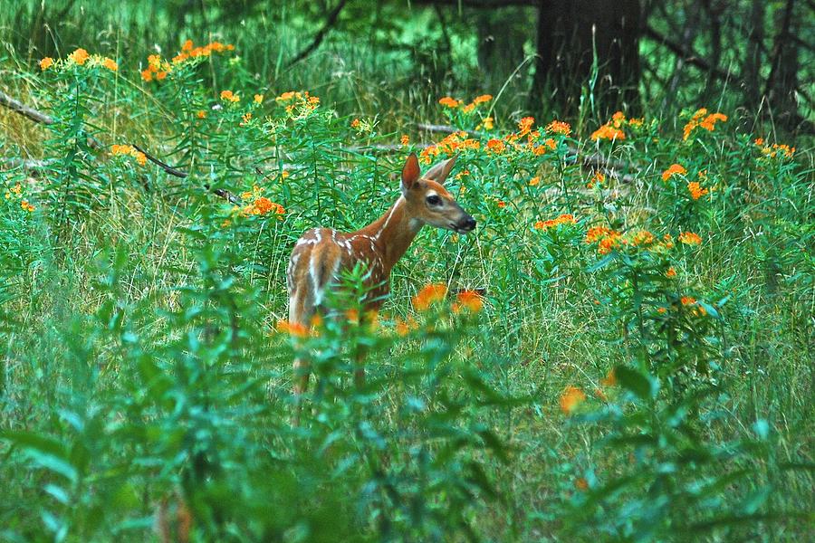 Fawn in a field of milkweed Photograph by Michael Peychich