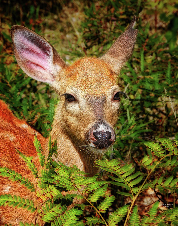 Fawn in Ferns Photograph by Peg Runyan