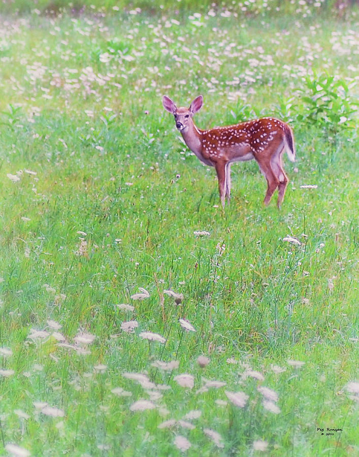 Fawn in Moms Field Photograph by Peg Runyan