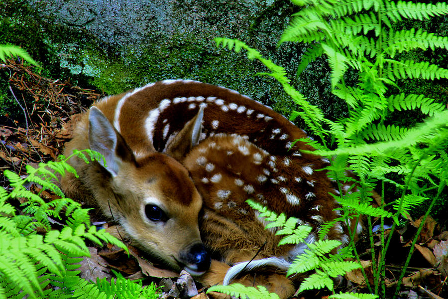 Fawn in the Ferns Photograph by Matthew Winn - Fine Art America