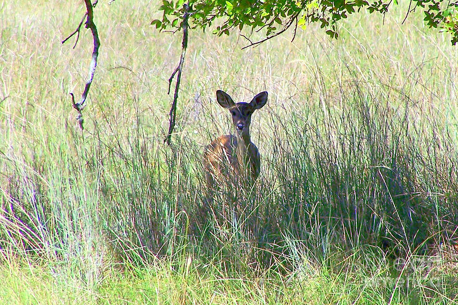 Fawn In The High Grass Photograph by Kathy  White