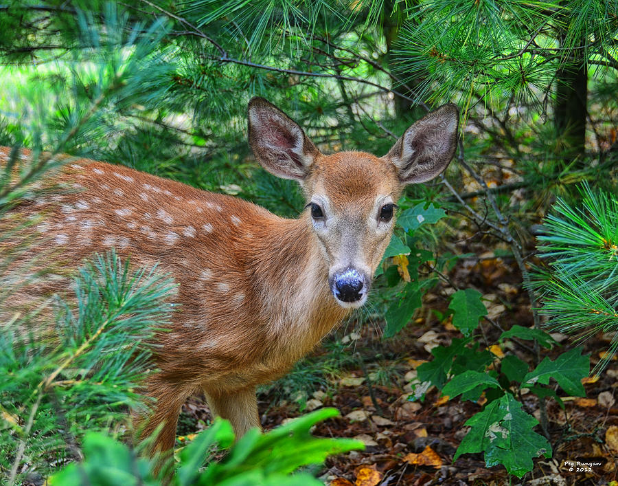 Fawn in the Pines Photograph by Peg Runyan