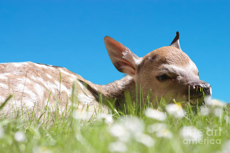 Fawn laying in field Photograph by Simon Bratt