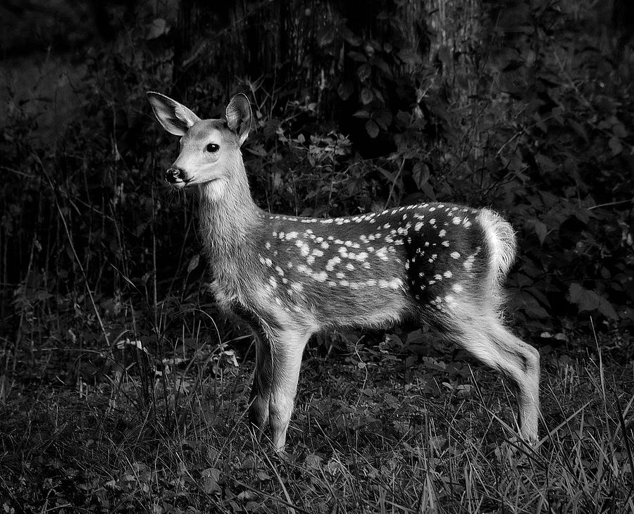 Fawn Photograph by Mark Fuller