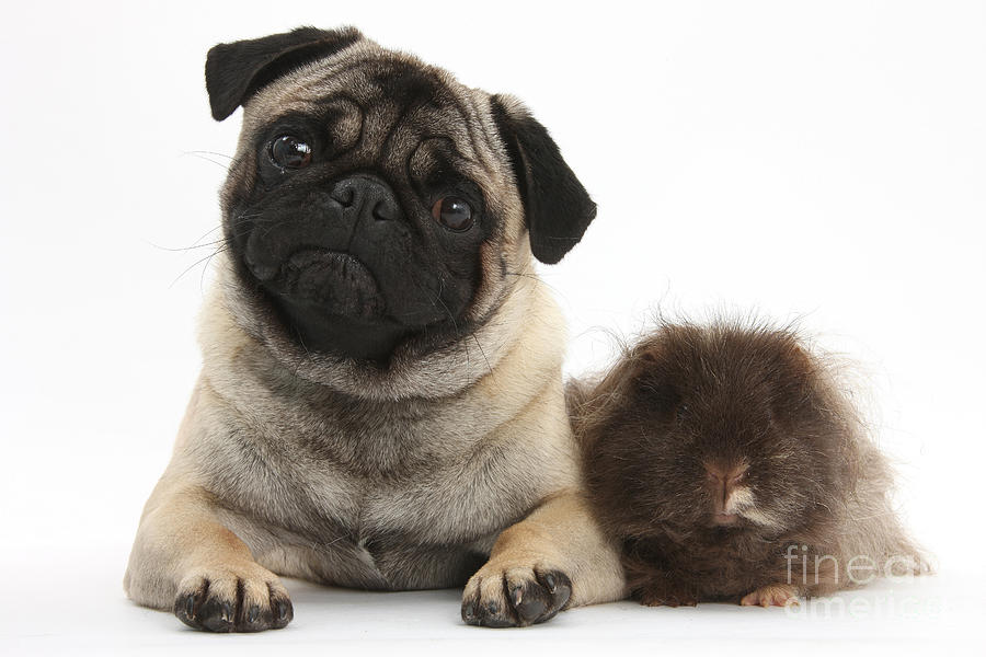 Nature Photograph - Fawn Pug Dog And Shaggy Guinea Pig by Mark Taylor
