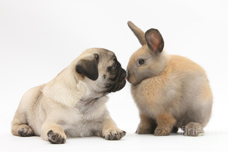 Fawn Pug Pup And Young Rabbit Photograph by Mark Taylor