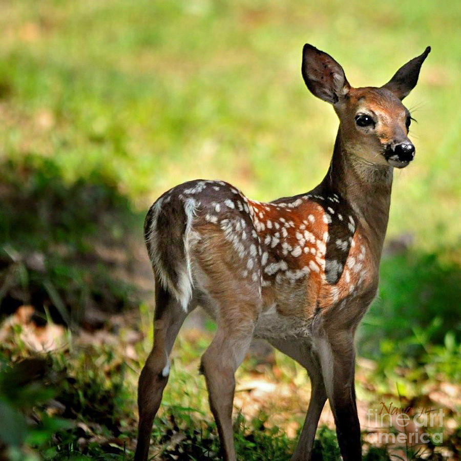 Fawn Toddler Photograph by Nava Thompson