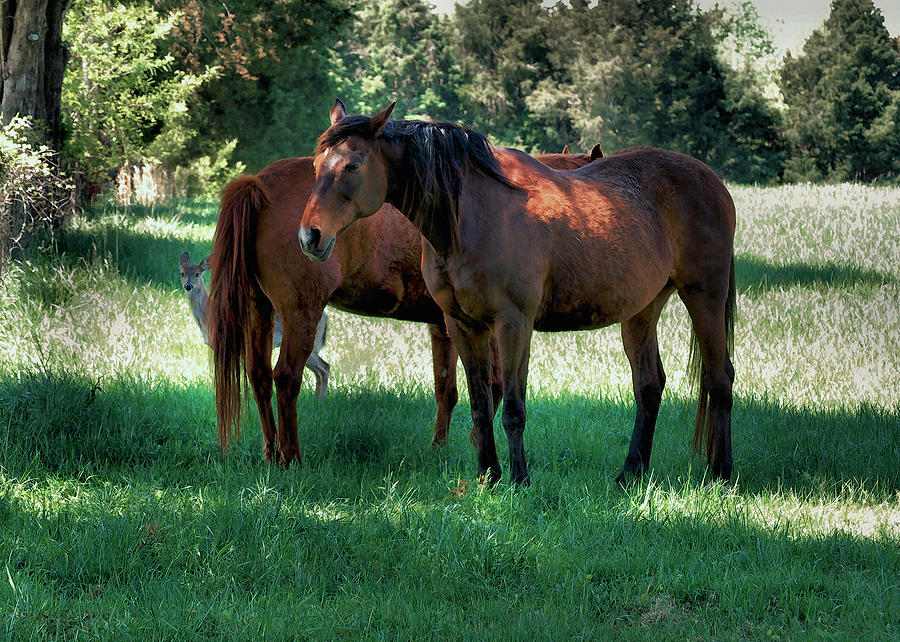 Fawn with Horses - c0315i Photograph by Paul Lyndon Phillips | Fine Art ...