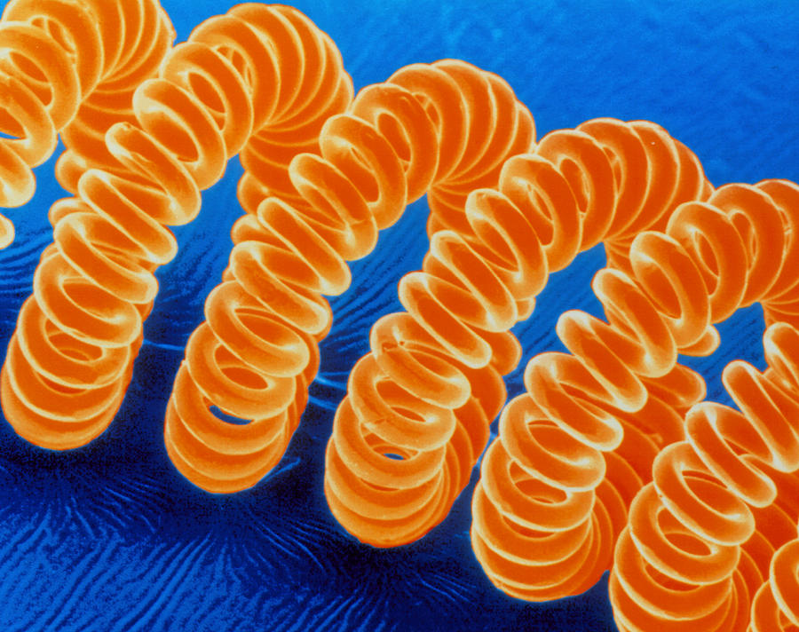 F/col Sem Of The Tungsten Filament Of A Light Bulb Photograph by Power