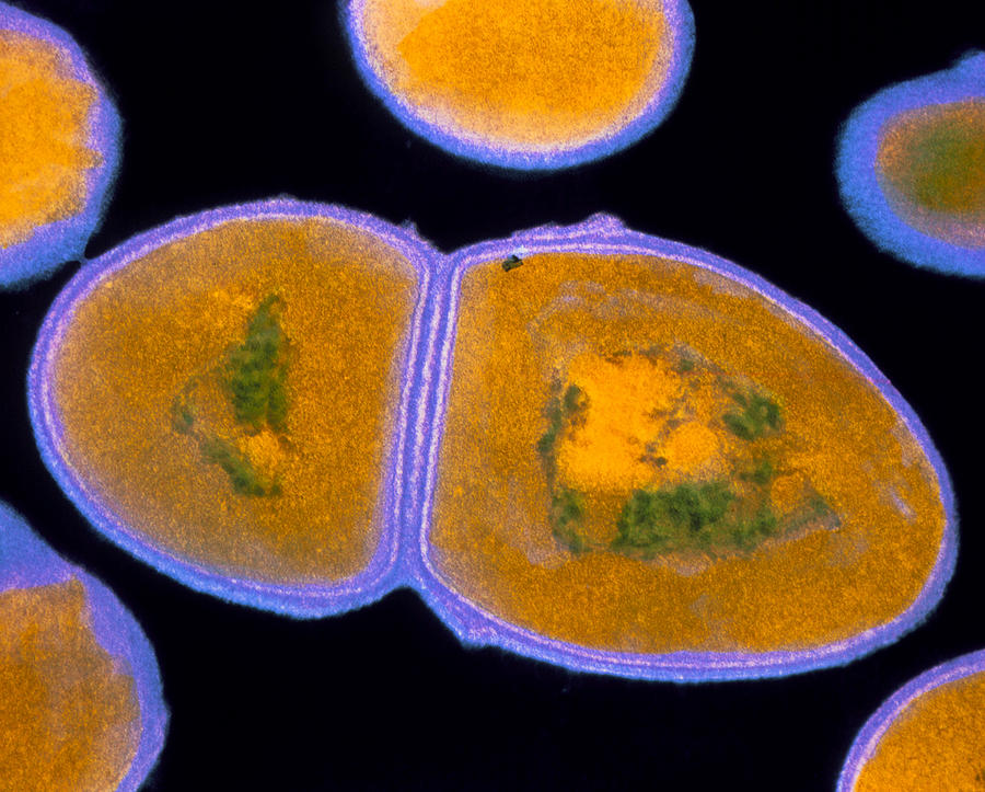 F/col Tem Of Enterococcus Faecalis Photograph by Cnri - Pixels
