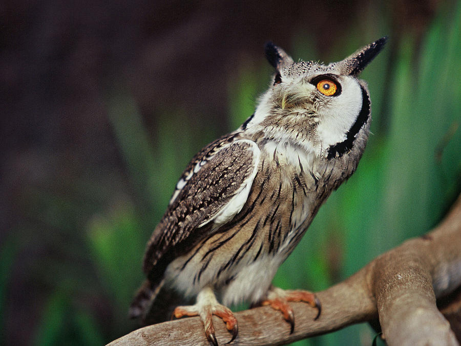 Fearful Owl Photograph by Miguel Capelo