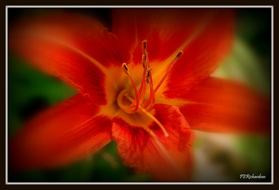 Lily Photograph - Fearless by Priscilla Richardson