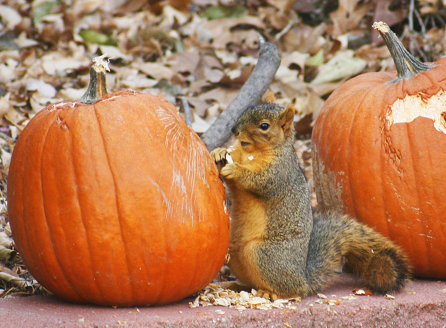Feasting Squirrel Photograph by Marilyn Hunt