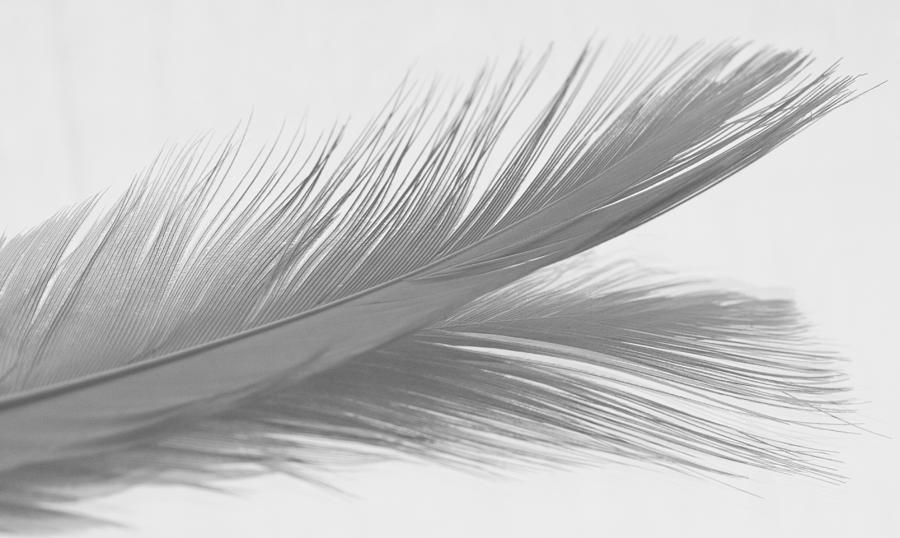 Feather Abstract In Black And White. Photograph by Zoe Ferrie