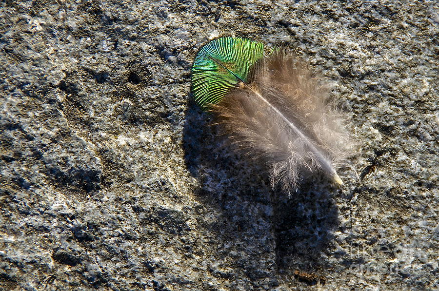 Feather and Stone Photograph by Sean Griffin