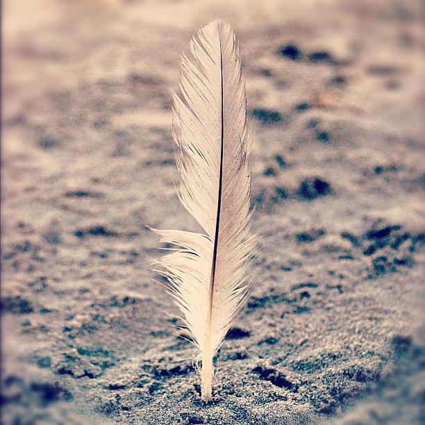 Feather Still Life Photograph - #feather #beach #sand by Vicki Leggett