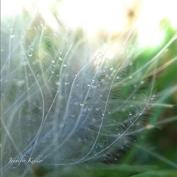 Nature Seekers Photograph - Feather Blowing In The Wind by Jennifer K