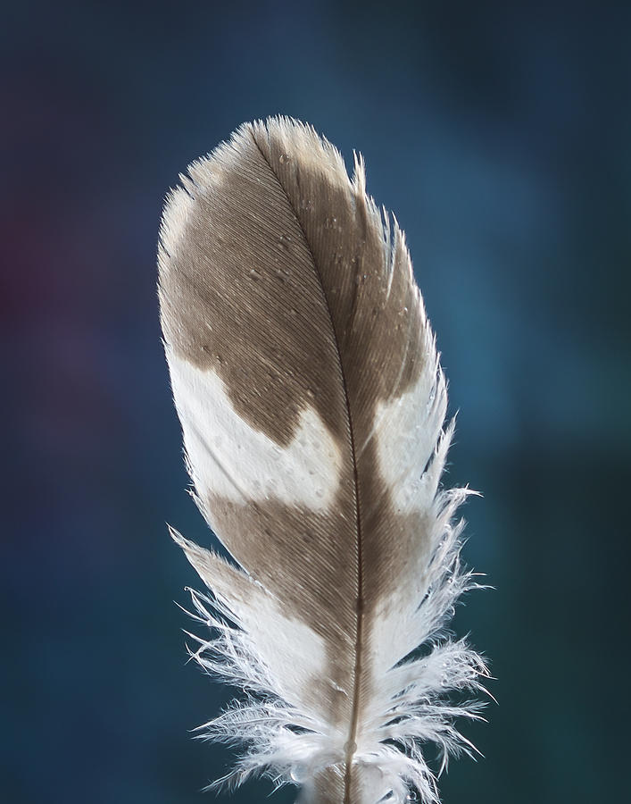 Feather Design Photograph by Jean Noren