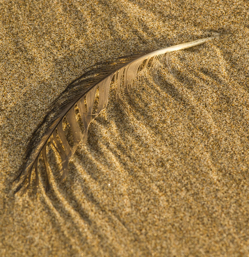 Feather Drag Photograph by Jean Noren