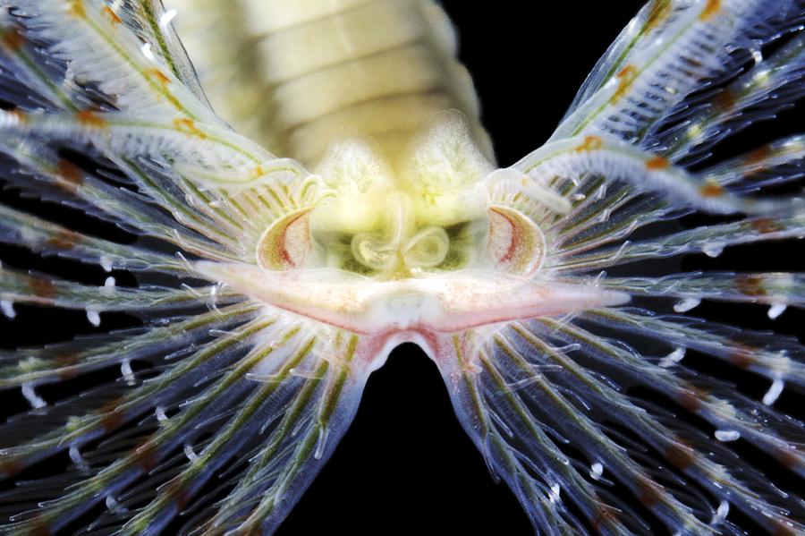 Nature Photograph - Feather Duster Worm by Alexander Semenov