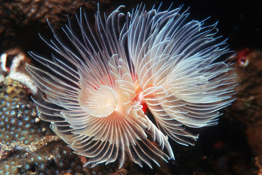 Feather Duster Worms Photograph by Georgette Douwma