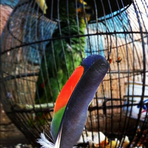 Parrot Photograph - Feather #followme #eljosemata by Jose Mata