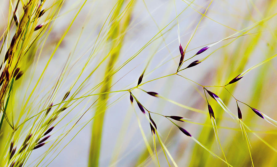 Feather Grass Photograph by Mariola Szeliga