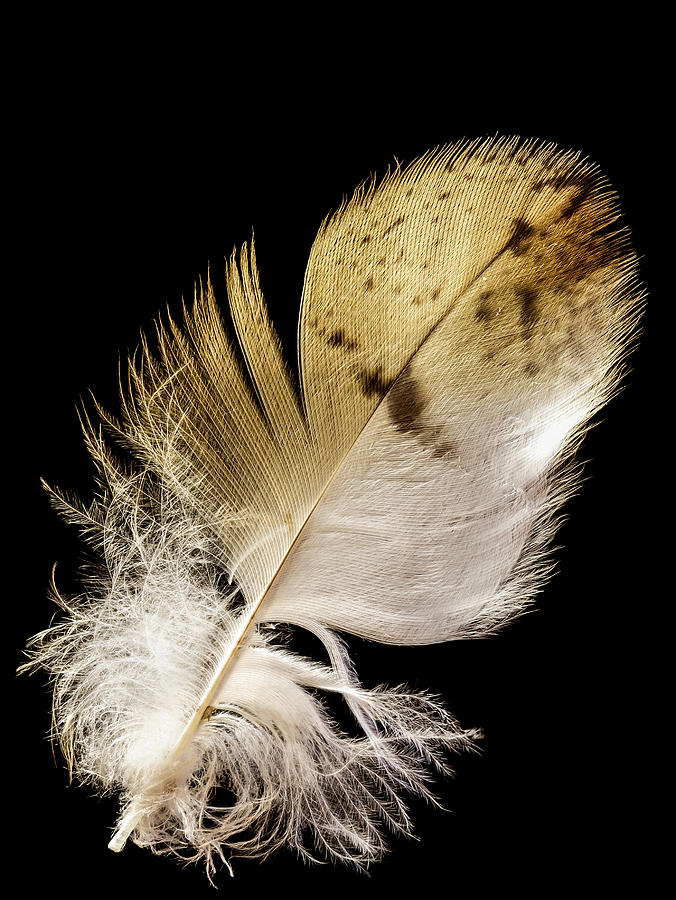 Feather Photograph by Jean Noren