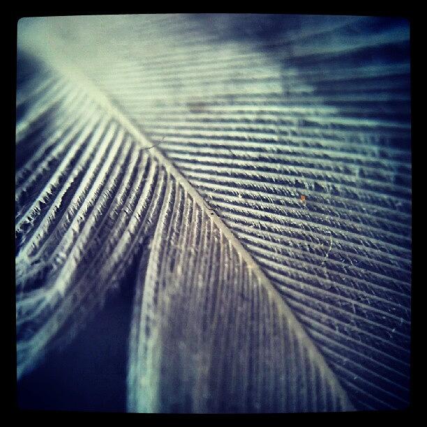 Feather Still Life Photograph - Feather Macro by Vicki Field