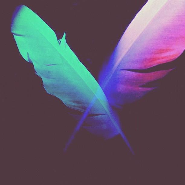 Feather Still Life Photograph - #feather by Nina Joy