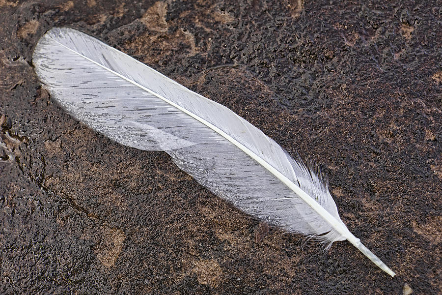 Feather on a Rock Photograph by Mark Harrington