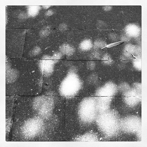 Feather Still Life Photograph - Feather on sidewalk by Wondereye