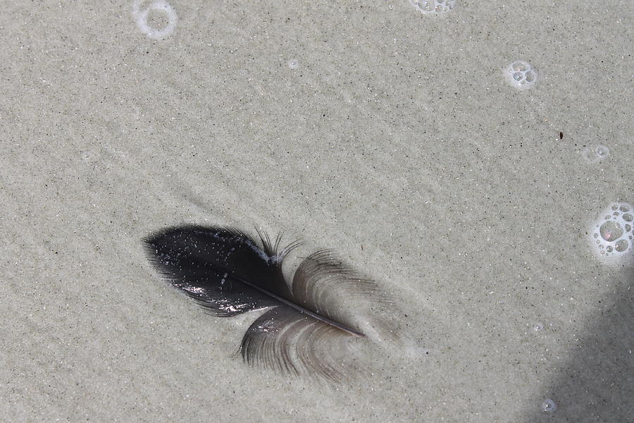 Feather On The Beach Photograph