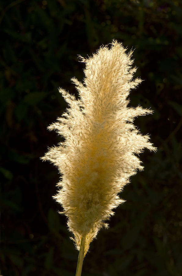 Feather Plant Photograph by Perry Van Munster